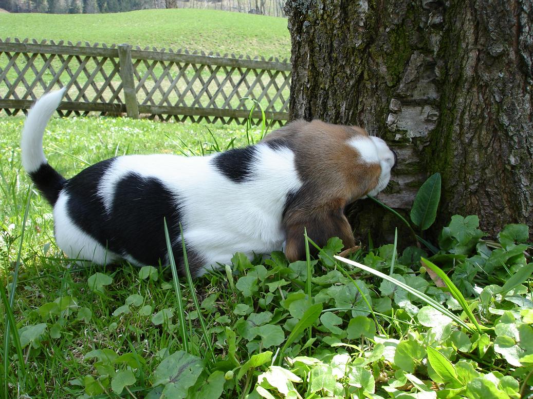 Django | ob der Baum dem "Nagetier" wohl Stand hält?